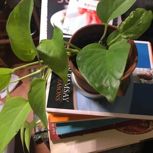 Neon Pothos Plant